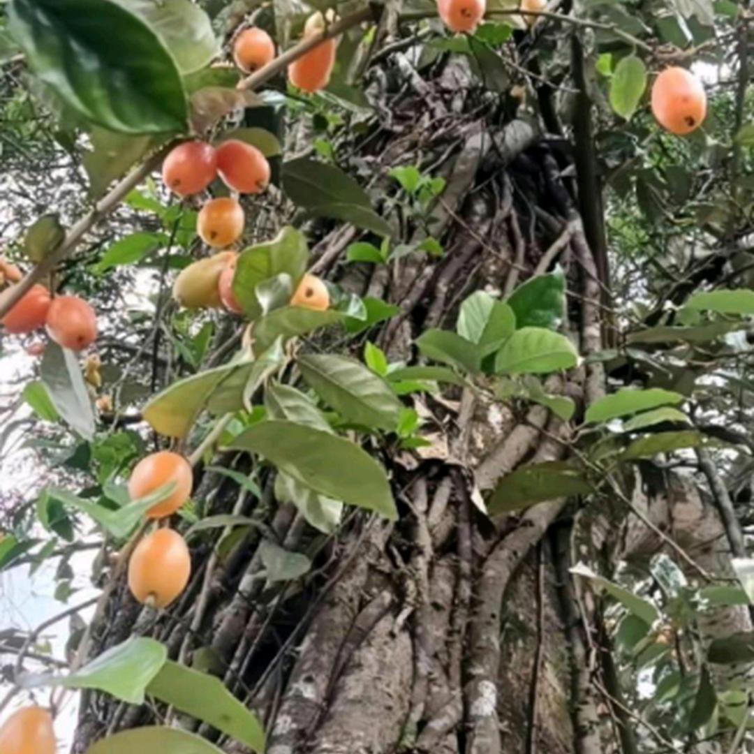 阿福