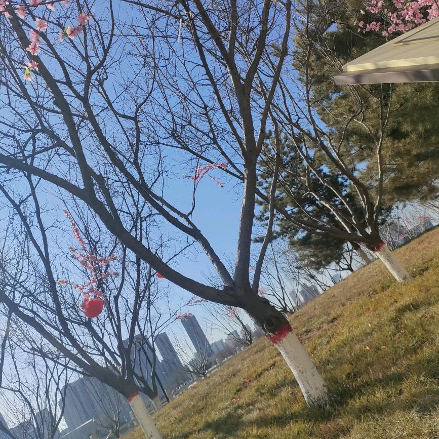 一帆风顺