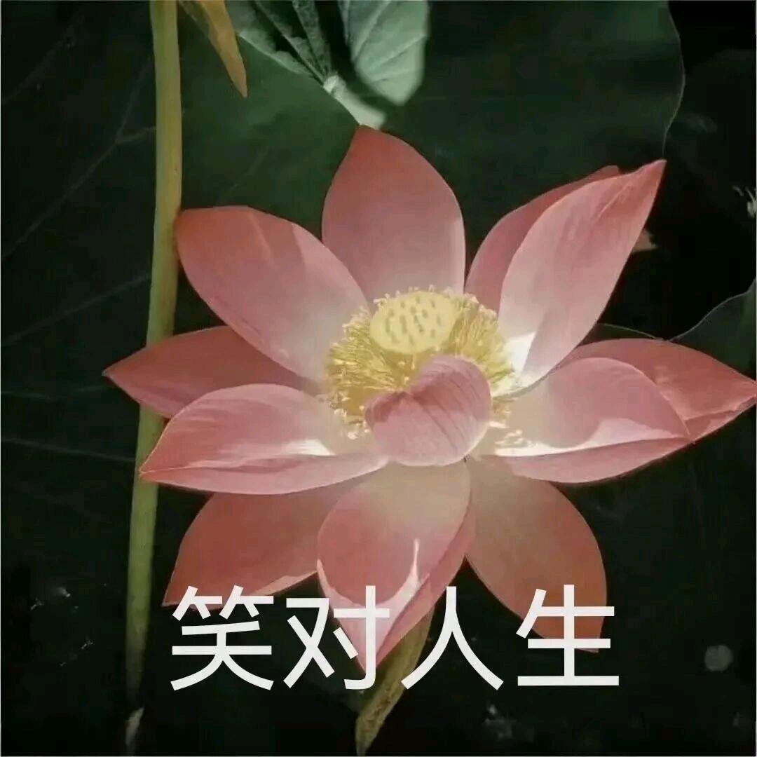 花开富贵..,.,