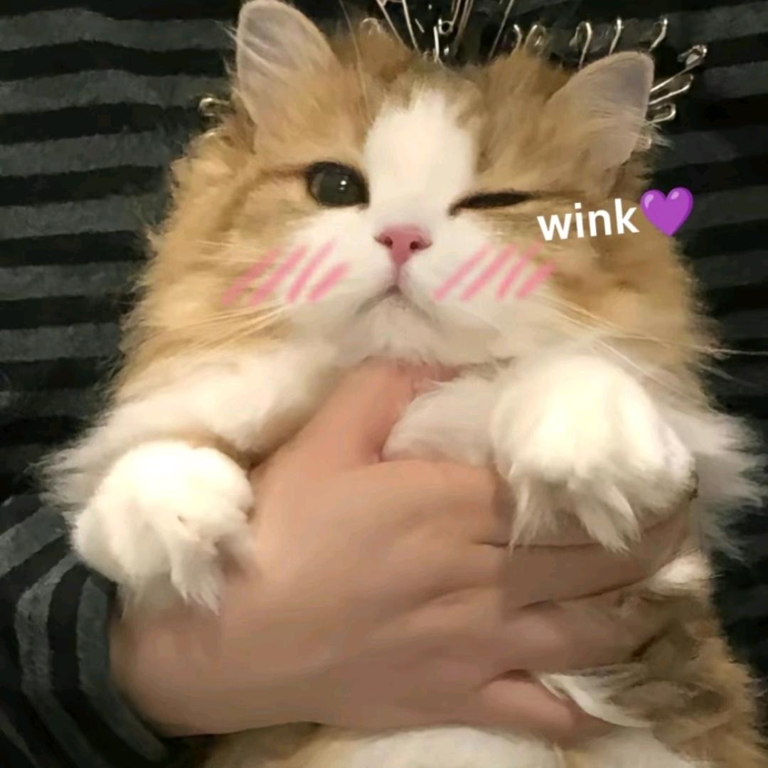 中科电器(越秀·星汇文宇店)小生1直播号