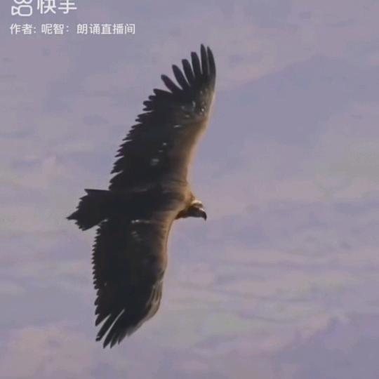 不怕狼一样的对手  最怕狗一样的人心?