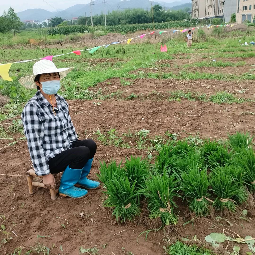 王媽媽
