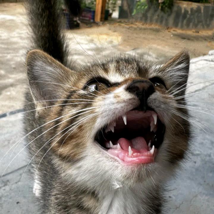 hh