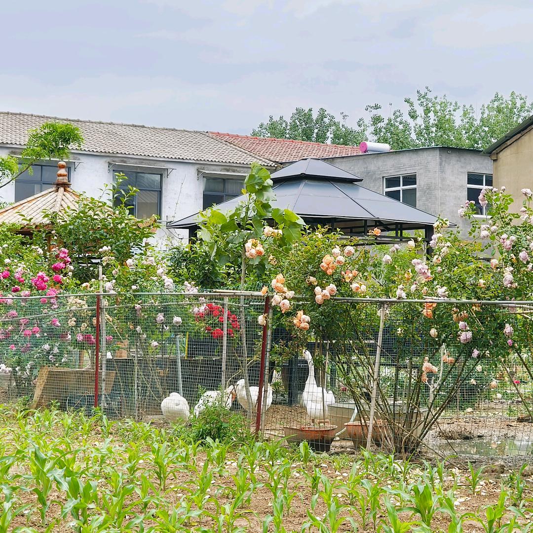 皮蛋solo粥-