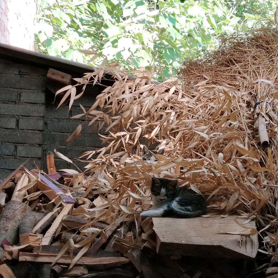 A摄影器材 劳务代理人