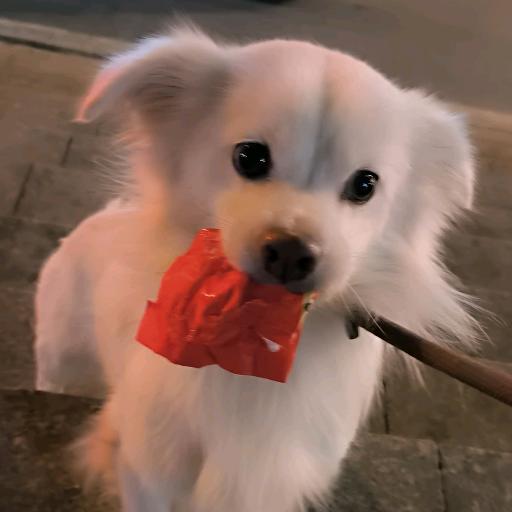妞哥