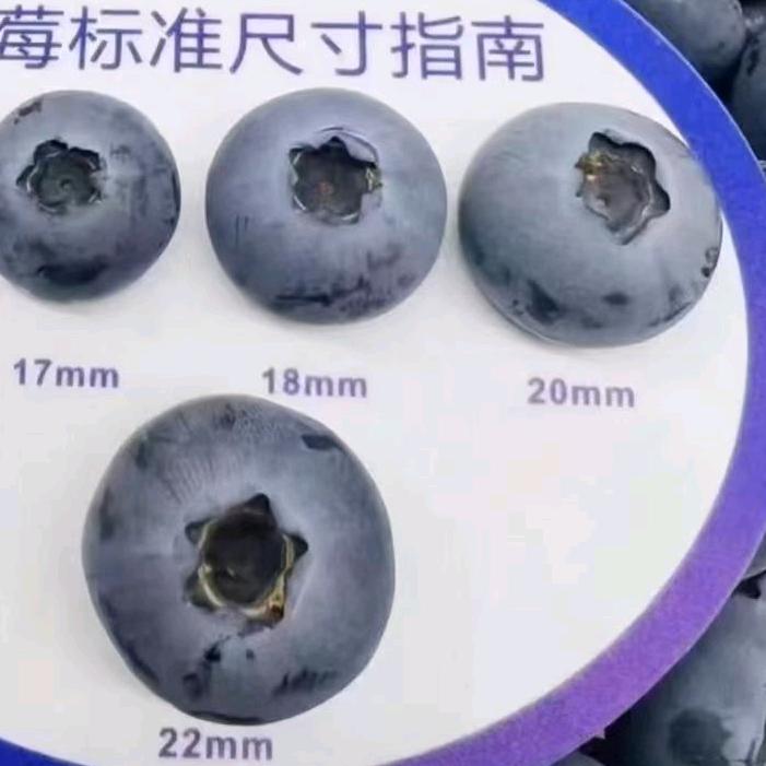 天泓农业⭐️蓝莓季