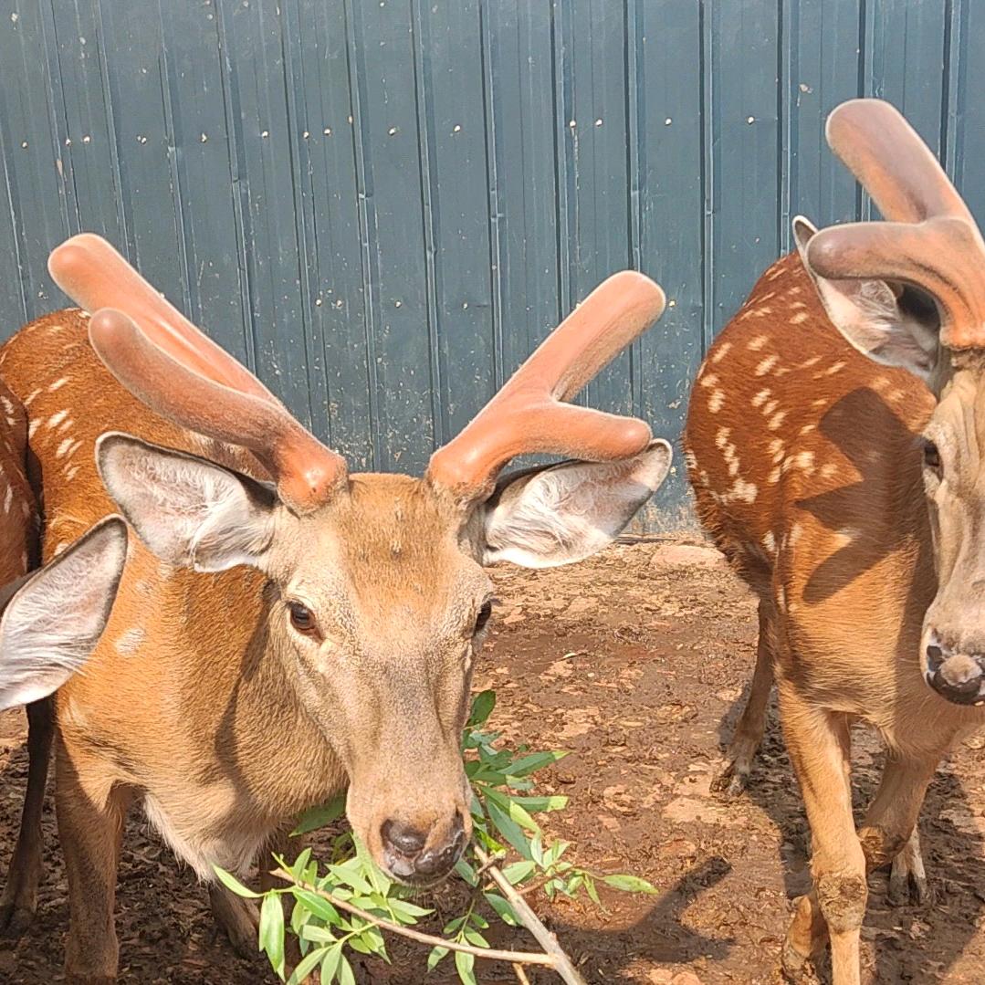 鹿乡姜姐养殖滋补店
