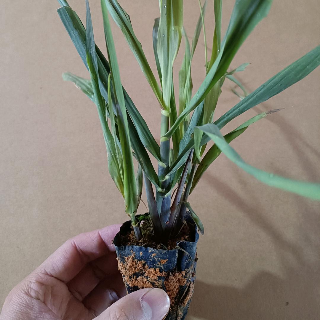 拾优园艺专营店