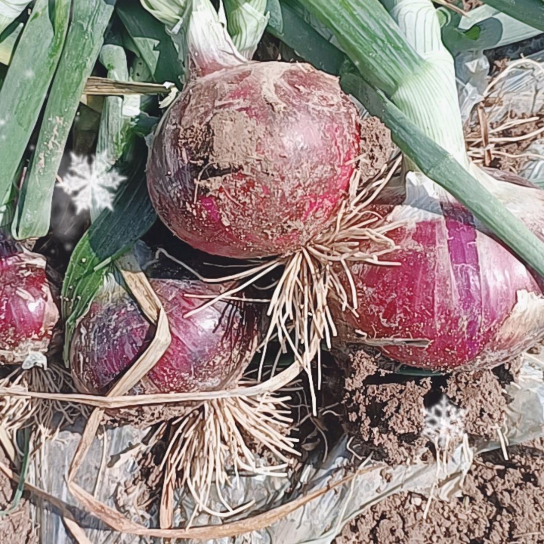 各种农产品批发市场