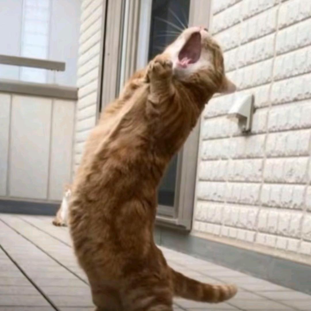 大脸猫大脸猫长胡须