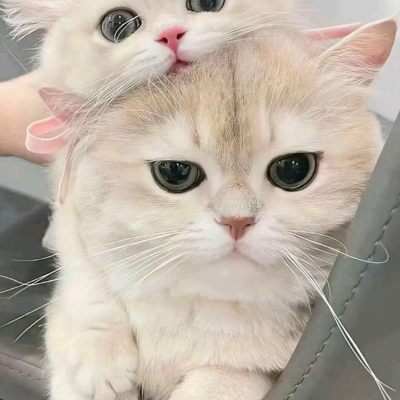 汤姆😇