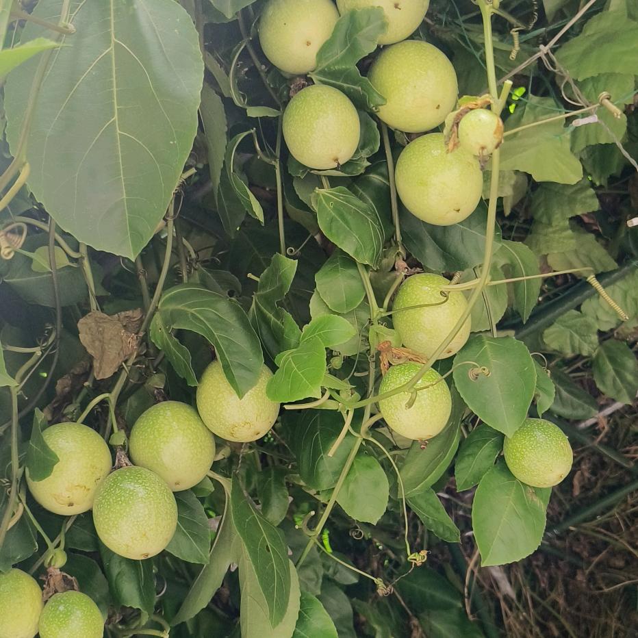 小阳