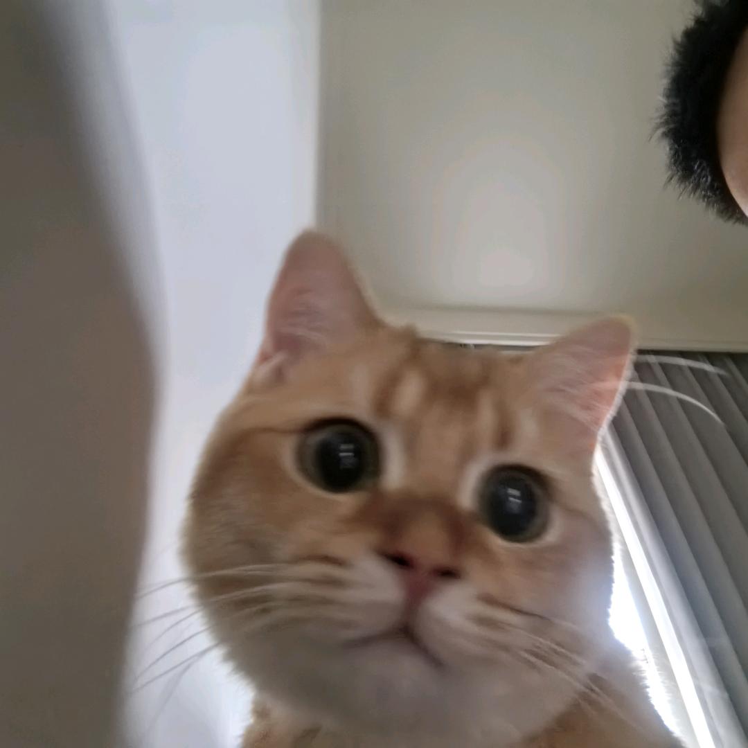 金子