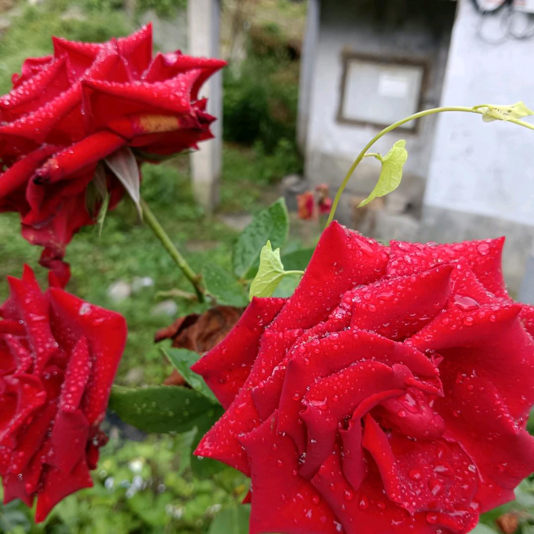 乌云下的雨点(๑•ั谢师♀）