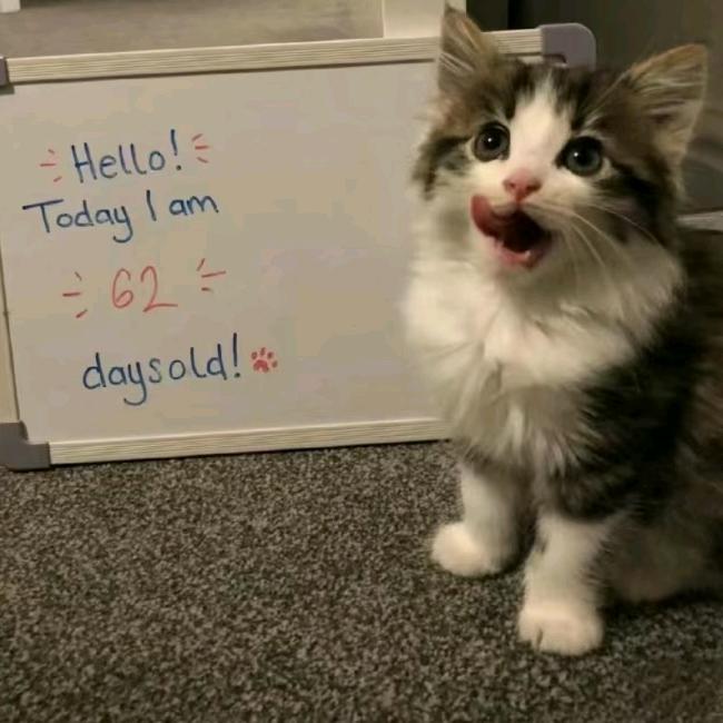 爱喝旺仔的小猫咪