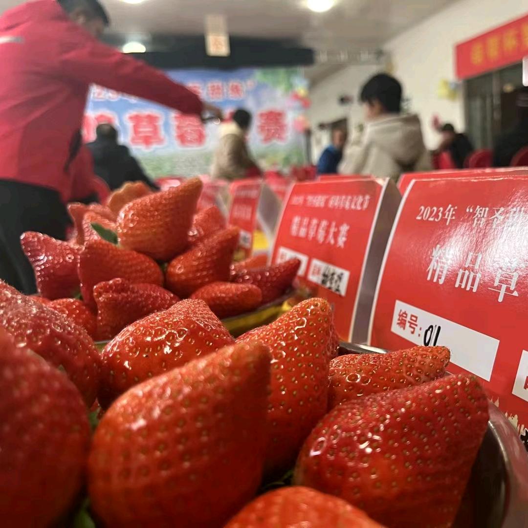 🍓草莓🍓护卫