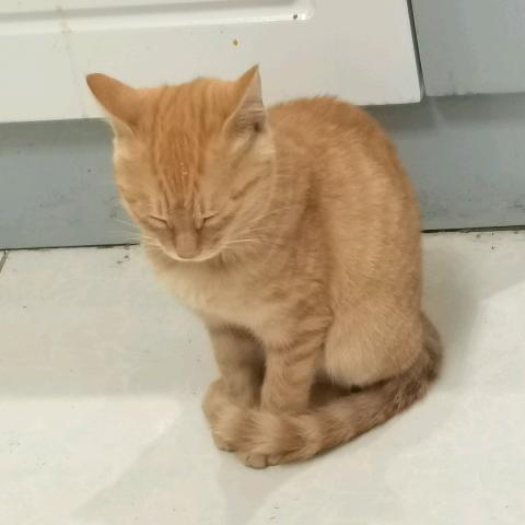 金豆是只小橘猫