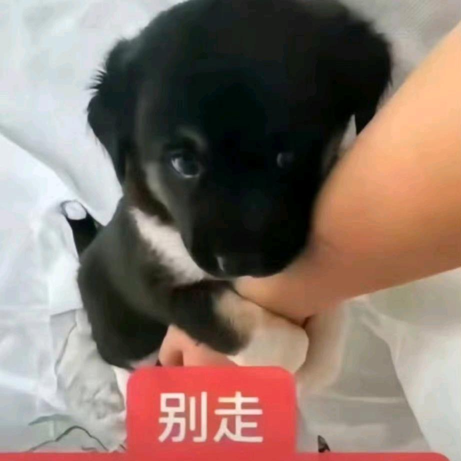 我头上有犄角