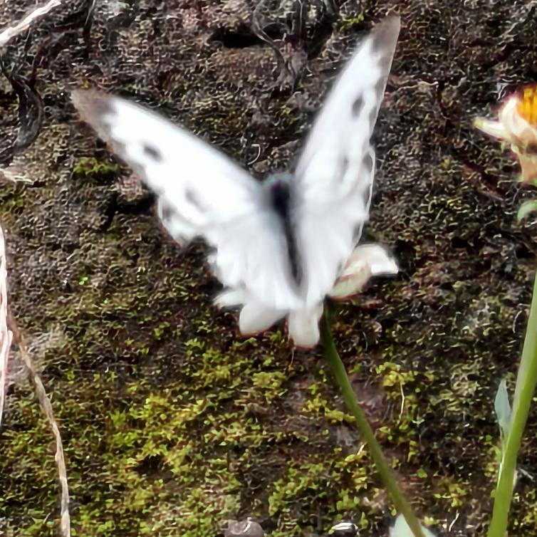 𓆡𓆝𓆟𓆜𓆞𓆝𓆟𓆜𓆞