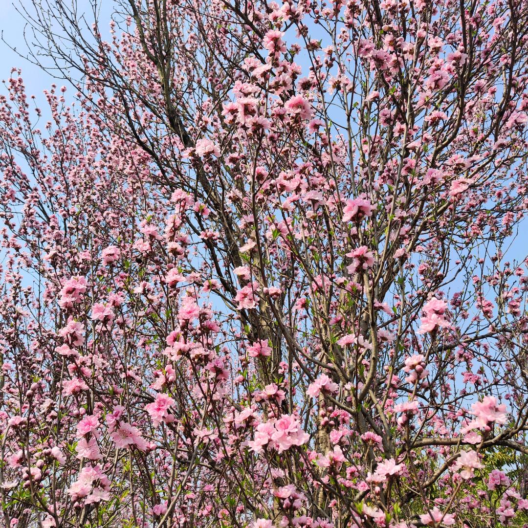 花鼓队开心