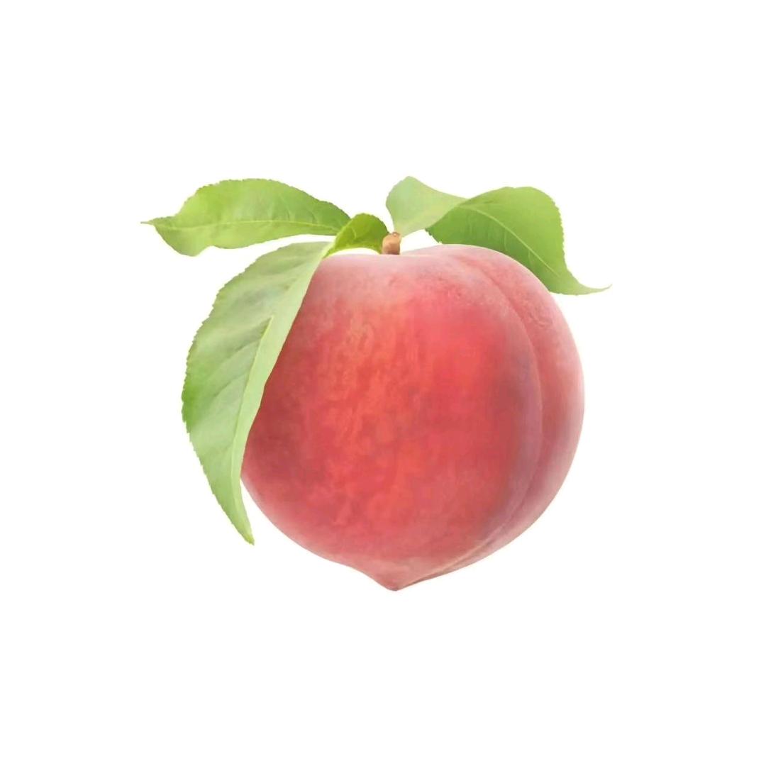 猛犸象不穿苦茶