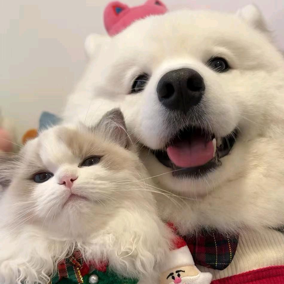 云佩康宠