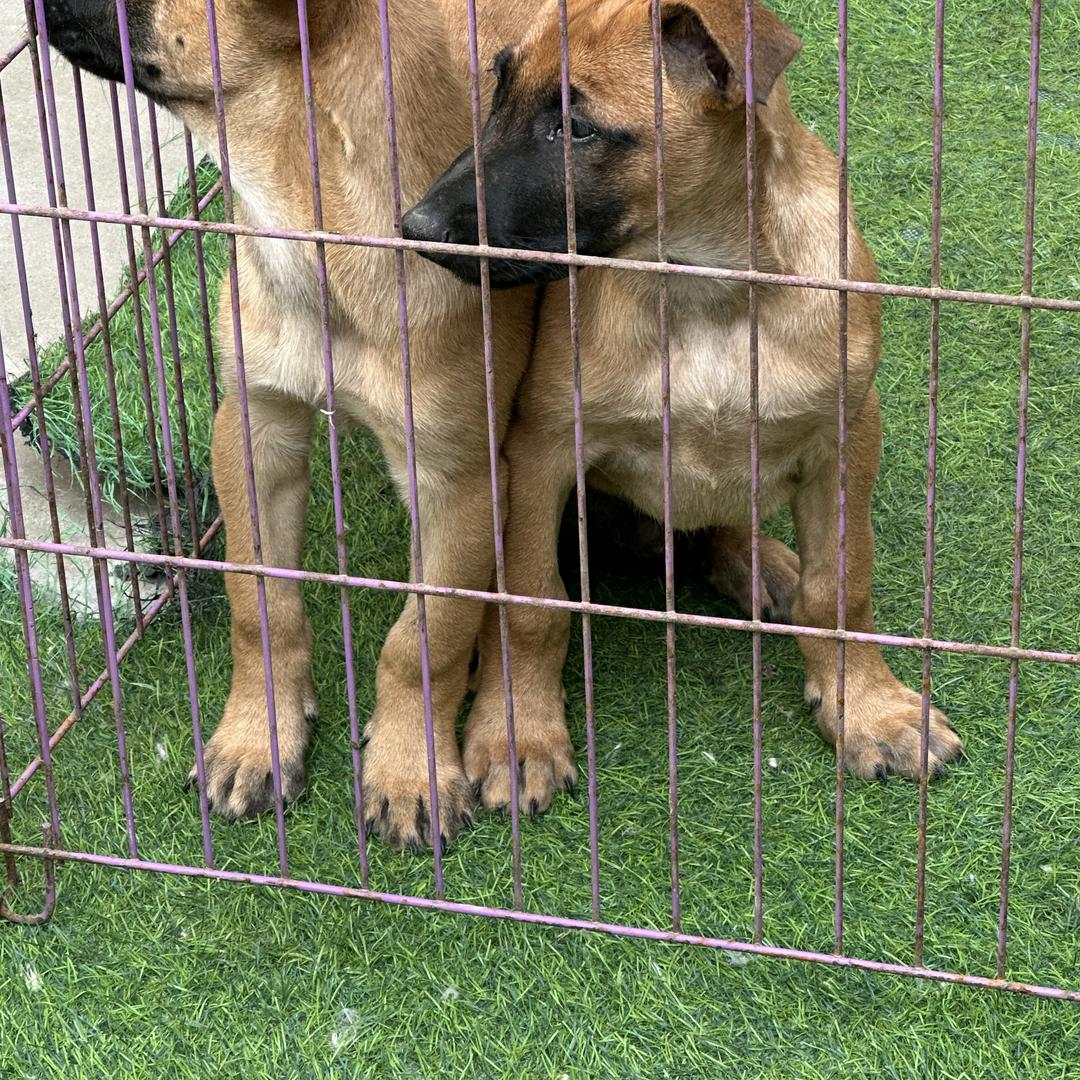 玩马犬的人