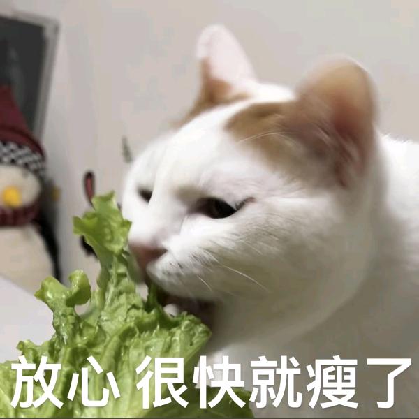 本本猫🐱