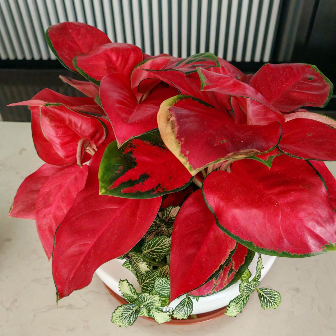 @嗨、菇凉你好吗！