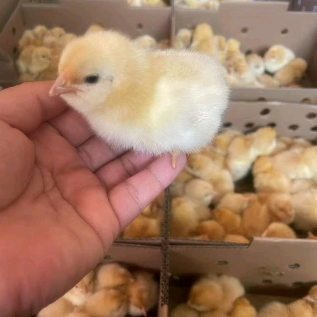 海南禽苗批发捞米哥