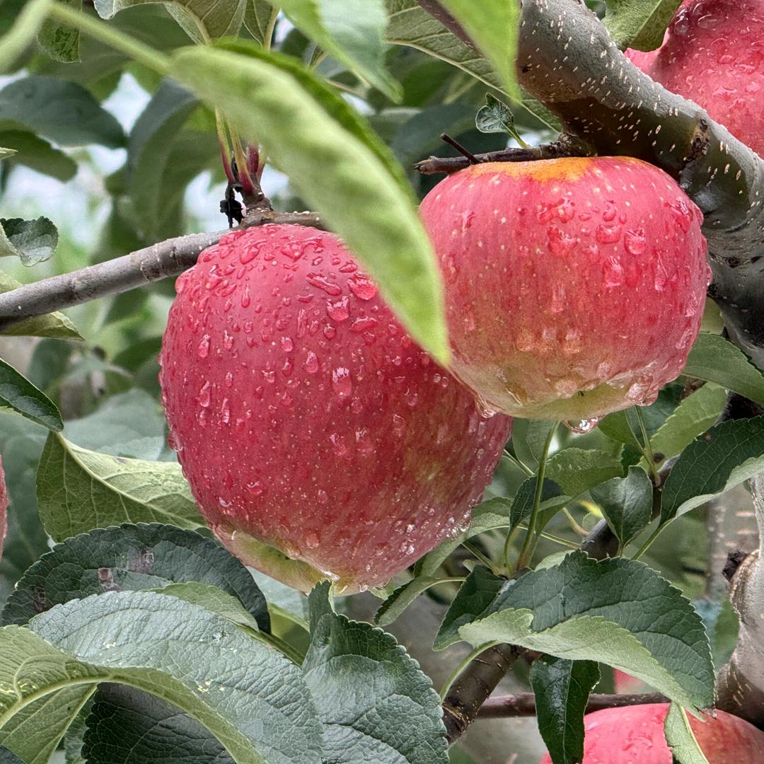 老张家的苹果园