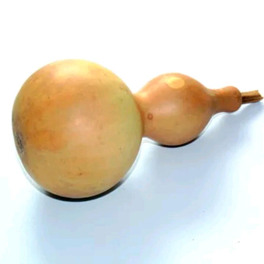 野发葫芦工艺品