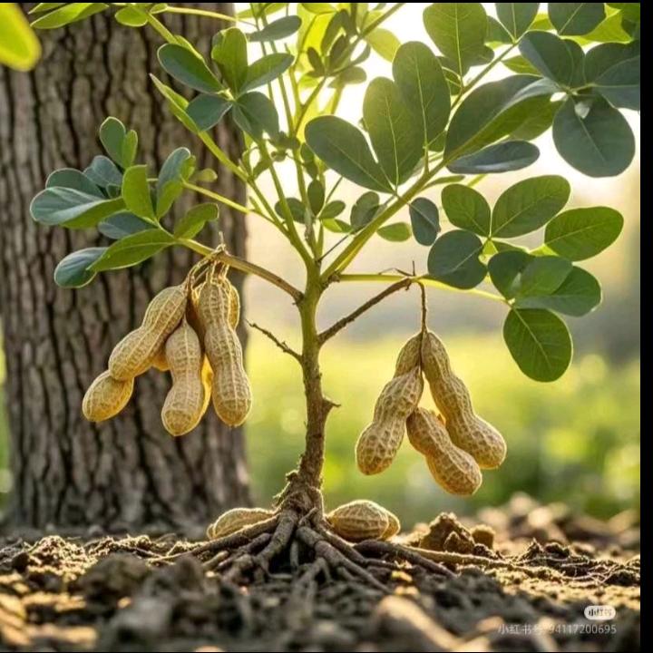 💫一切随缘💫