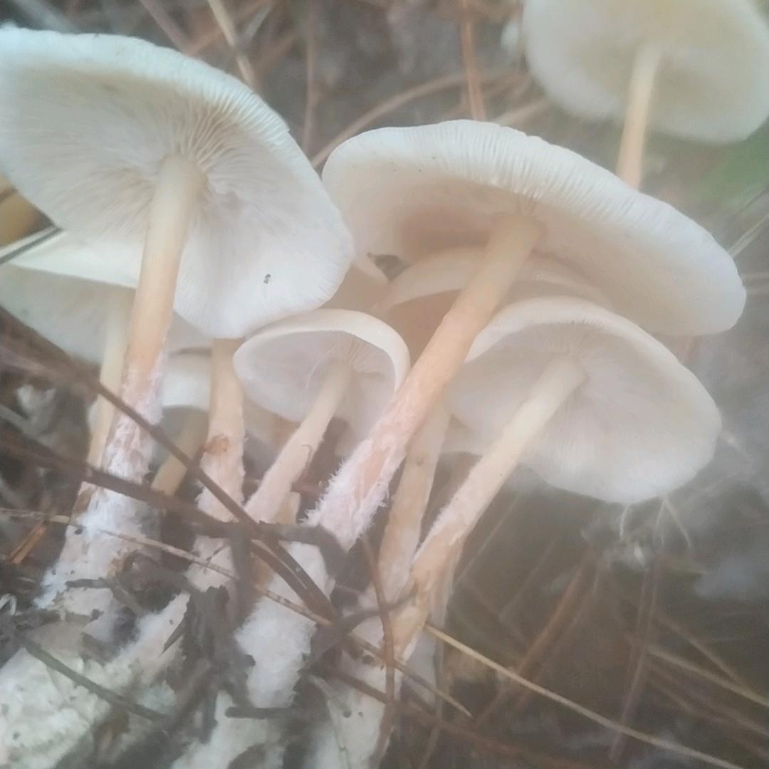 清哥哥户外