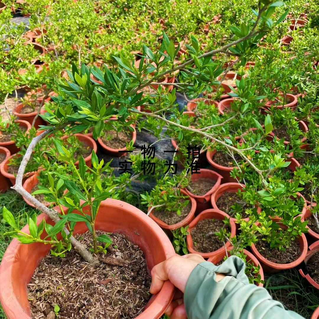 栀子种植园