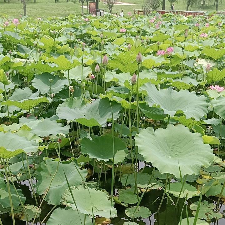 虫鸣声