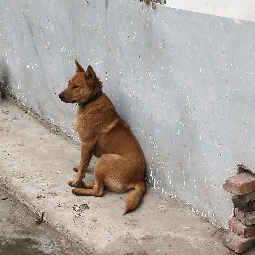 狗姐姐