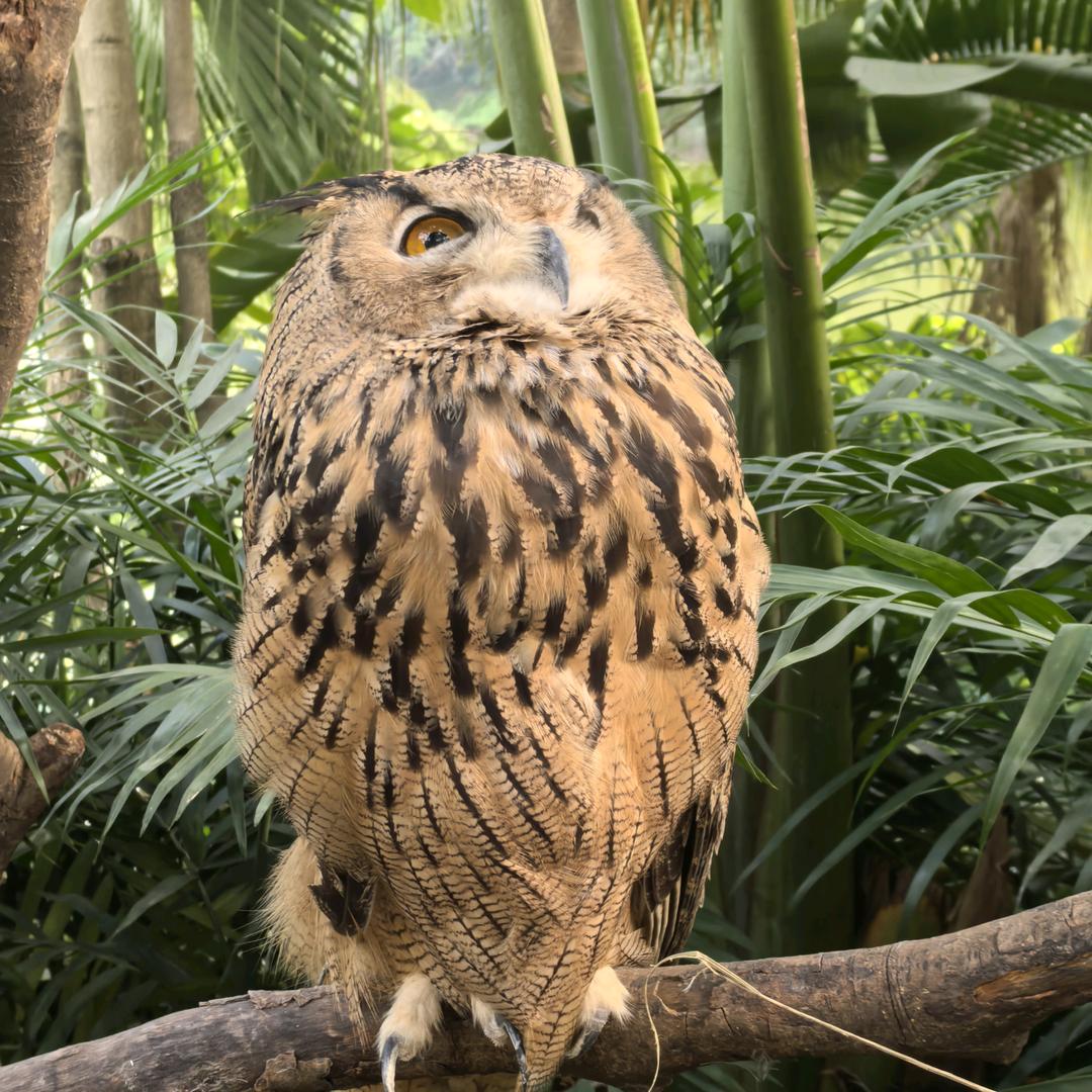 唐艺精选好物 LYZ