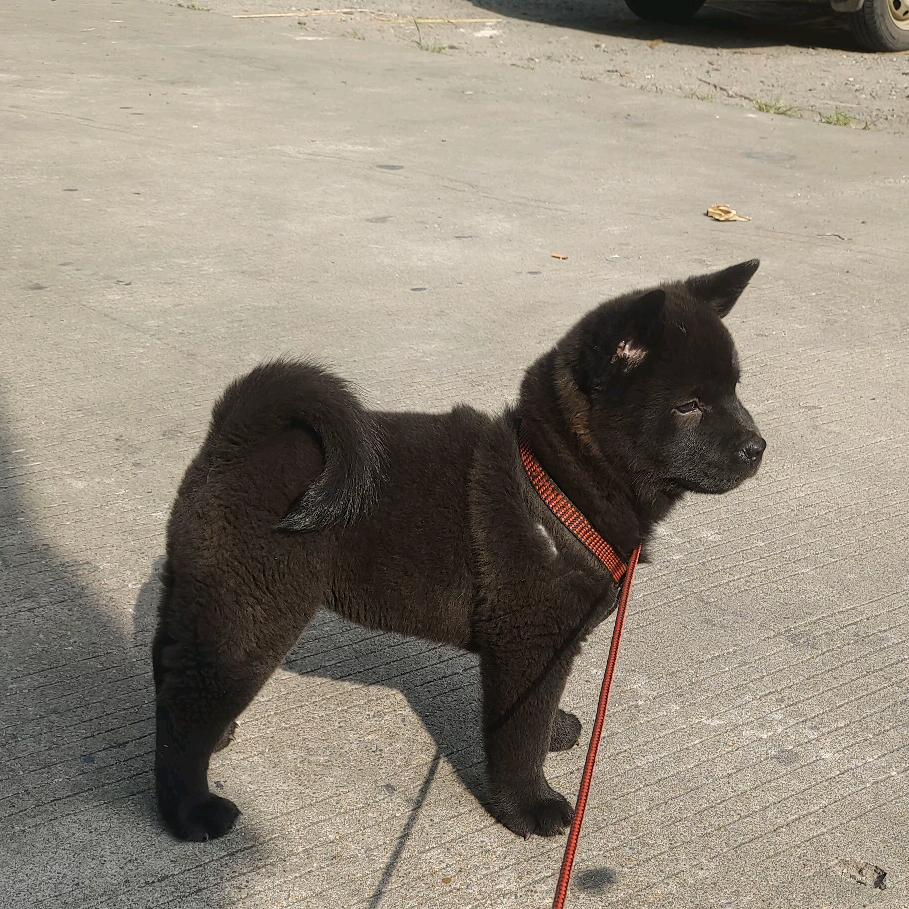 项城郑郭乡郑庄田园犬土猎养殖