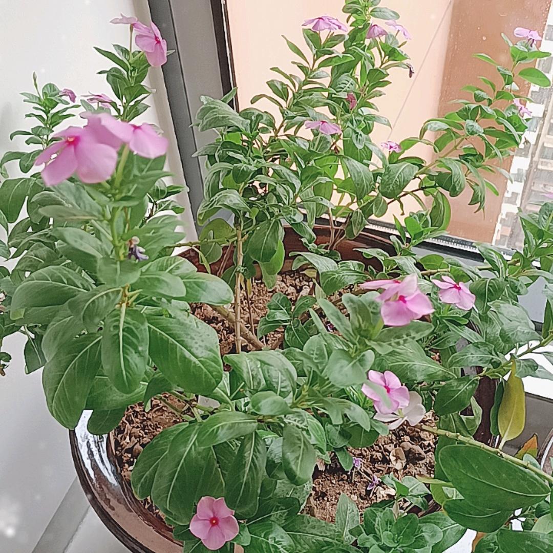🌿杏林🌿