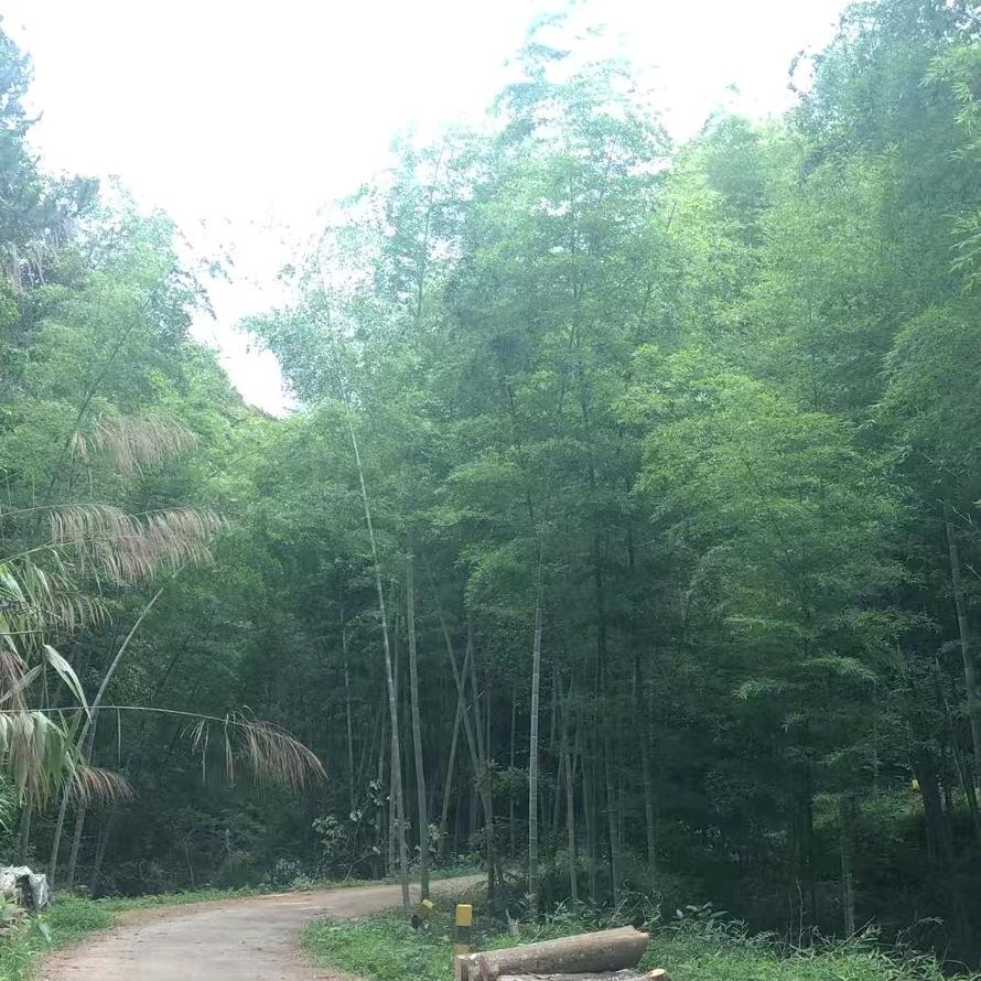 客家小梅