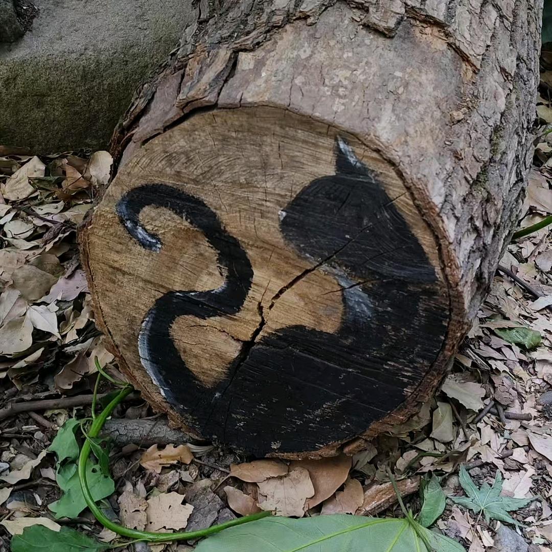 无所吊谓▼・ᴥ・▼