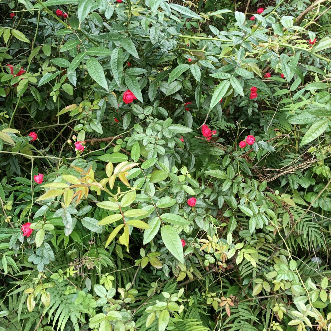 💞ঞᩚ兜里半颗糖♡’