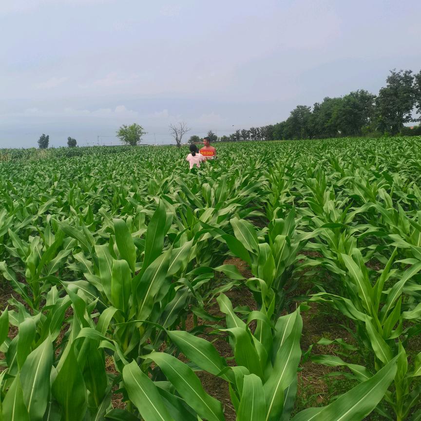 隆平中玉303：大放异彩