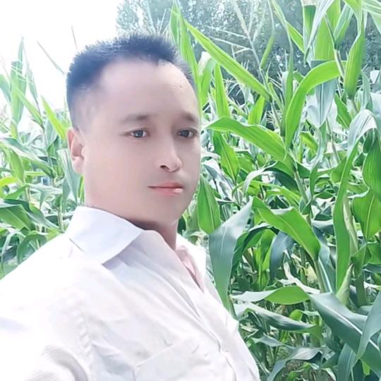 河南伟哥