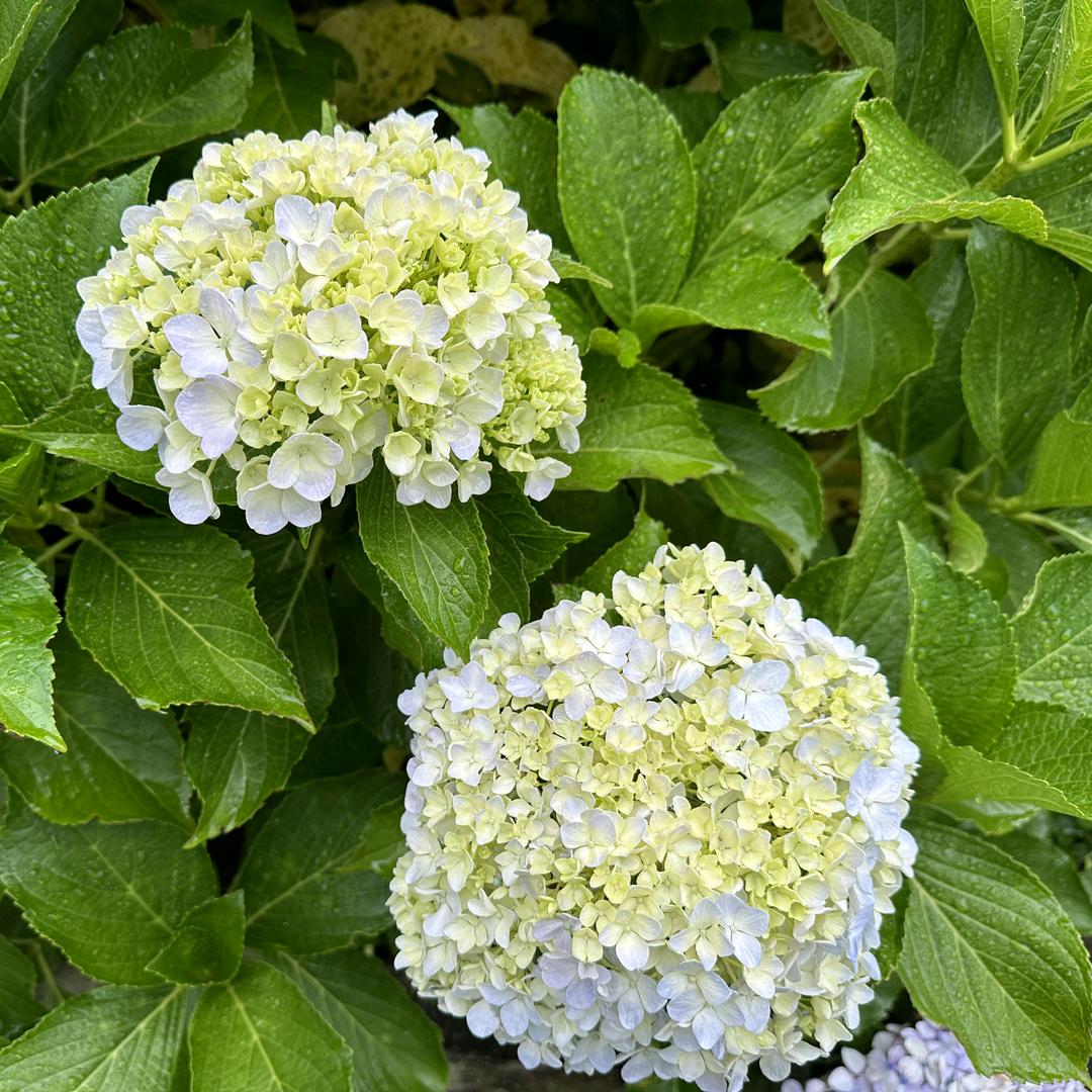 🌸💋 ꕥ糖糖💋🌸