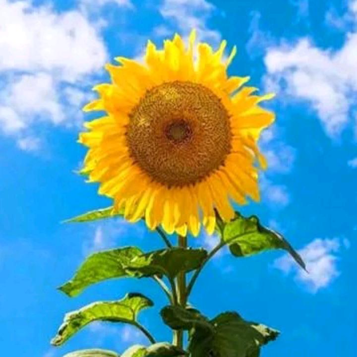 微笑～向阳☀️，拒绝私信