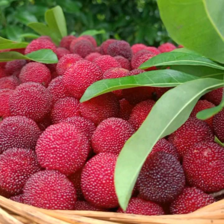 🍓喜乐✨️