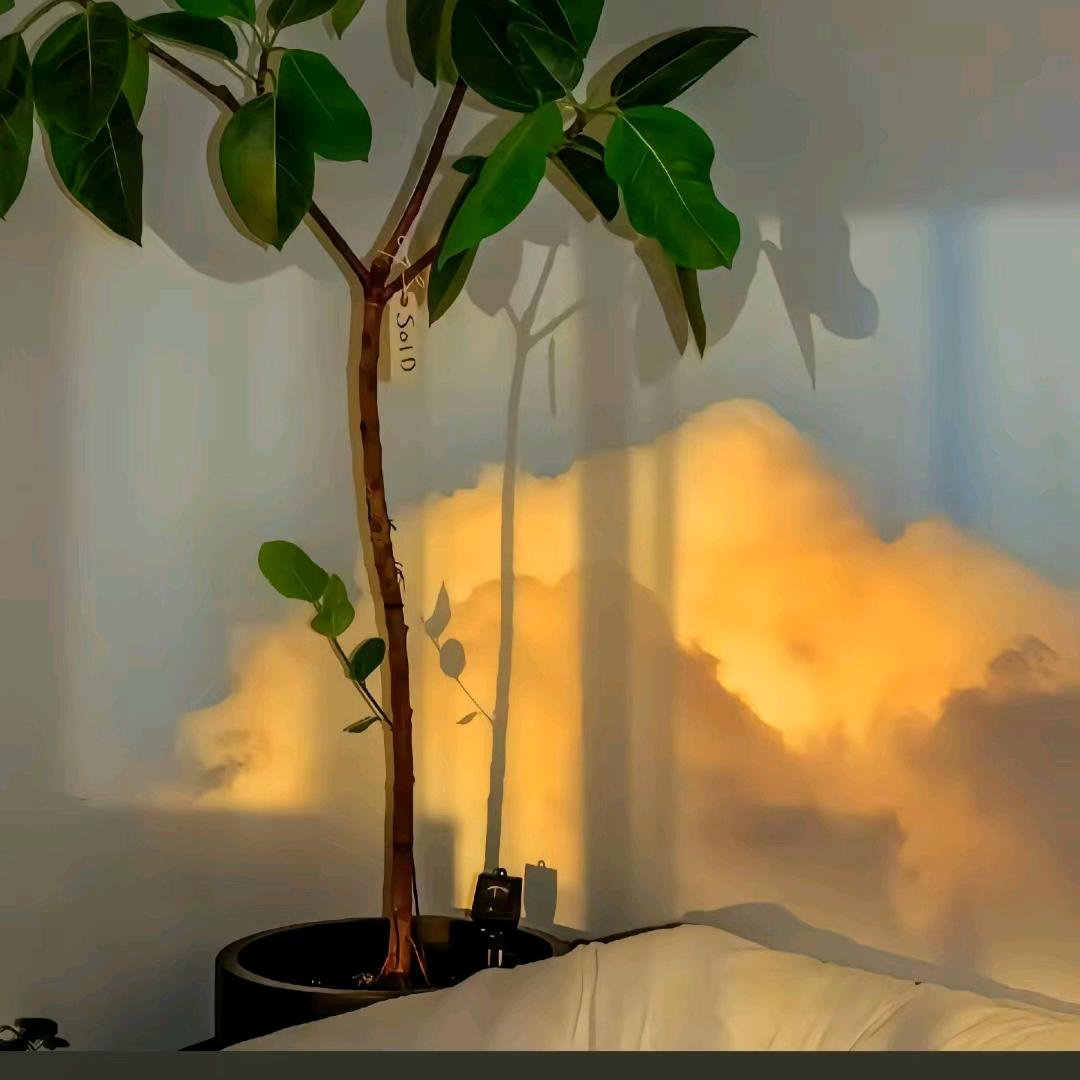 水晶之恋